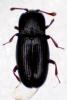 Cerylon sp.